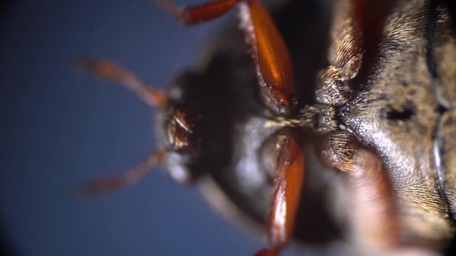 macro shooting. study of insects close-up under a microscope
