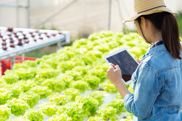 Naklejka na ściany i meble Farmers are recording data on tablets at Hydroponic vegetables salad farm.