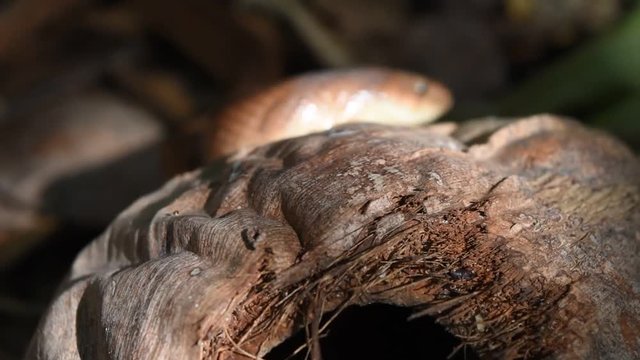 The Banded kukri snake ( Oligodon fasciolatus ) in forest , Black stripes on the body of brown reptile in Thailand