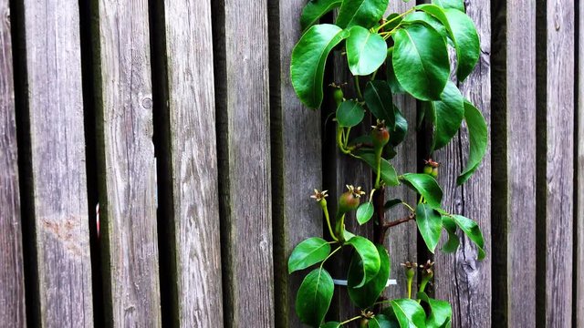 Peartree growing on a wooden planking.