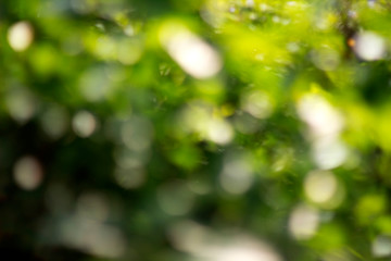 bokeh green background , abstract green background