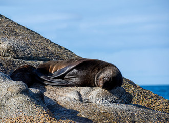 Cape Fur Seal