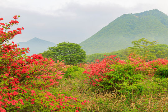 「榛名」の画像 1,031 件の Stock 写真、ベクターおよびビデオ Adobe Stock