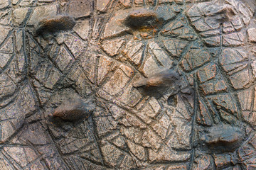 Close up to Colorful and patterns of  dinosaur model surfaces created with cement