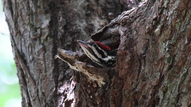 The woodpecker is waiting for the parents to feeding the food at the nest on the tree.