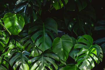 Tropical green monstera leaves in jungle - obrazy, fototapety, plakaty