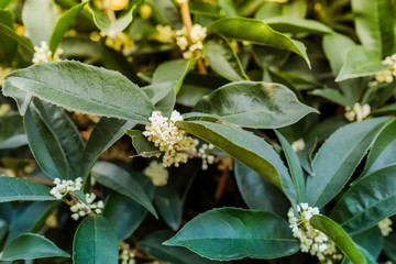 White Sweet osmanthus flower on a tree