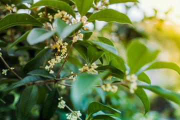 White Sweet osmanthus flower on a tree