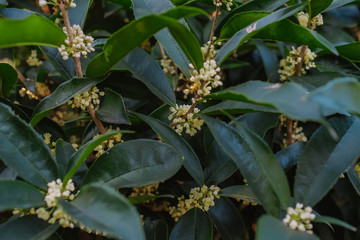 White Sweet osmanthus flower on a tree