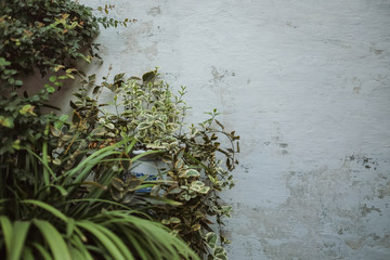 Old and white wall texture and plants