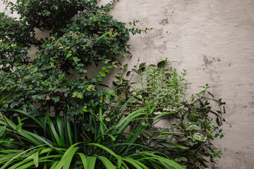 Old and white wall texture and plants