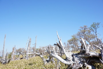 大台ケ原　枯れ木