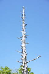 大台ケ原　枯れ木