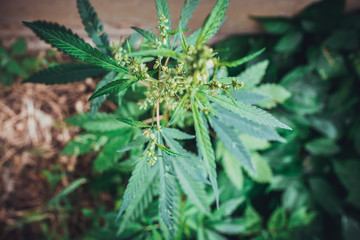 Cannabis leaves of a plant