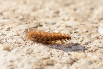 CloseUp of a catepillar