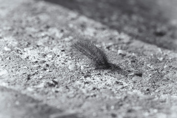 CloseUp of a catepillar