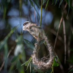 Close up of a single mature Penduline Tit male bird building a nest in the wild- Romania