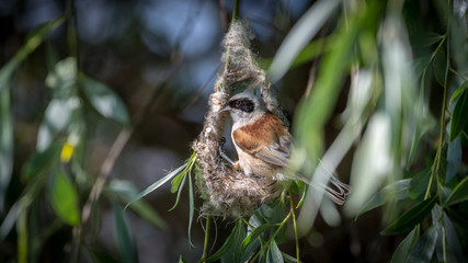 Close up of a single mature Penduline Tit male bird building a nest in the wild- Romania