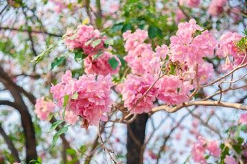 Pink flower Chompoo Pantip blossom in Thailand  , Thai sakura with sweet background , Background