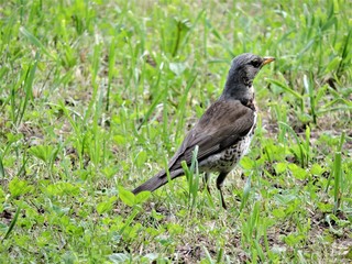blackbird on the grass