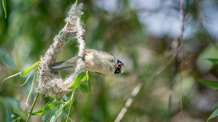 Close up of a single mature Penduline Tit male bird building a nest in the wild- Romania © Oren