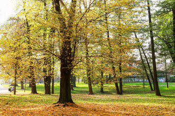Naklejka premium Big old trees in autumn park.