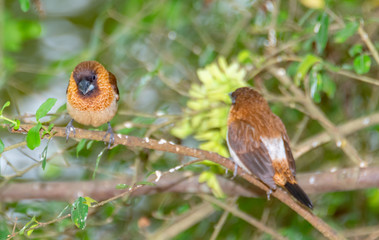 A Garrulax sannio cheek resting on a branch