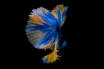 beautiful of siam Betta fish in thailand on white background