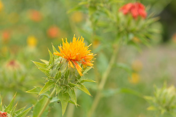 Naklejka premium ベニバナ