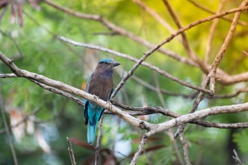 Obraz premium coracias benghalensis, Birds are sticking to dry branches.