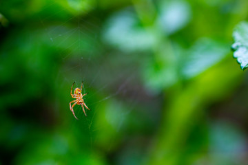 Orb weaver spider (Araneidae) sitting in webbing