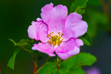 Obraz premium Closeup of Dog Rose (Rosa canina) Flower