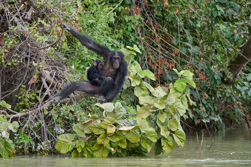 Obraz premium Chimpanzee (Pan troglodytes)