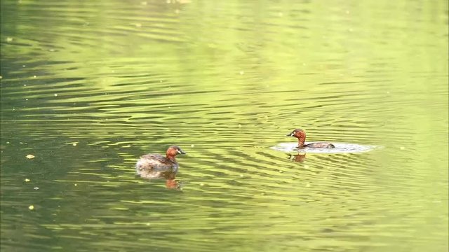 Two wild crakes floating on green water surface, diving and looking for food, slow motion.