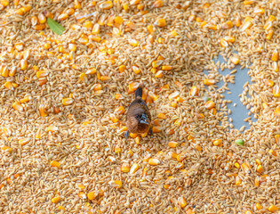 A group of Garrulax sannios eating corn grains
