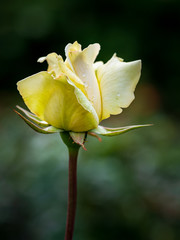 weiss blühende Rose