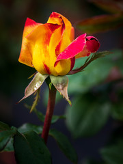 rot gelb geflammte Blüte einer Rose