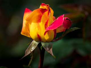 rot gelb geflammte Rose