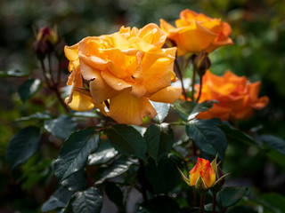 mehrere orange blühende Rosen