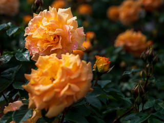 orange blühende Rosen