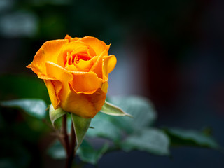 orange blühende Rose