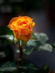 Rose mit orangefarbener Blüte