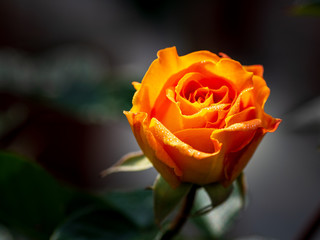 einzelne orange blühende Rose