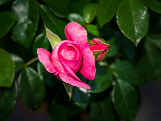 einzelne pinkfarbene Rose