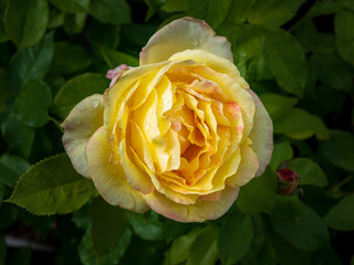 gelbblühende Rose mit großer Blüte