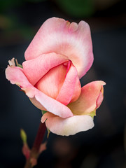 Rose mit ungewöhnlicher Blüte