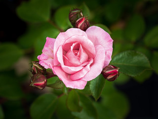 rosafarbene Rose mit Knospen