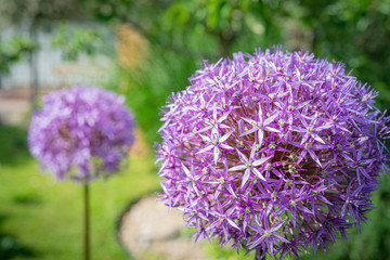 blume kugel lila