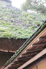かやぶき　苔