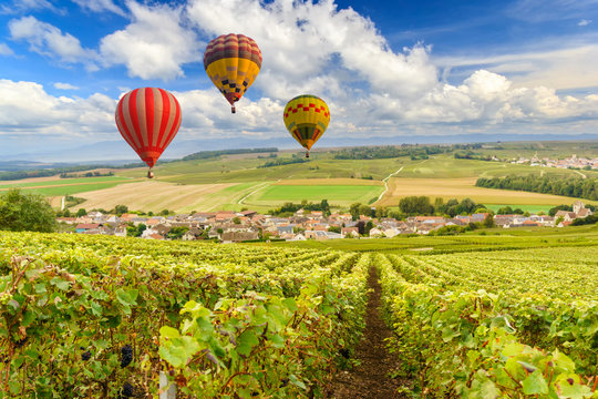 Colorful hot air balloons flying over champagne Vineyards at sunset montagne de Reims, France